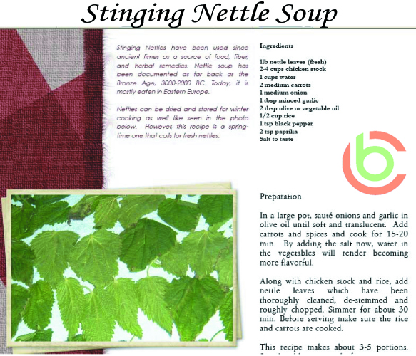 Stinging Nettle Soup